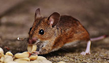24 Hour & Emergency Exterminators in Canal Winchester, OH